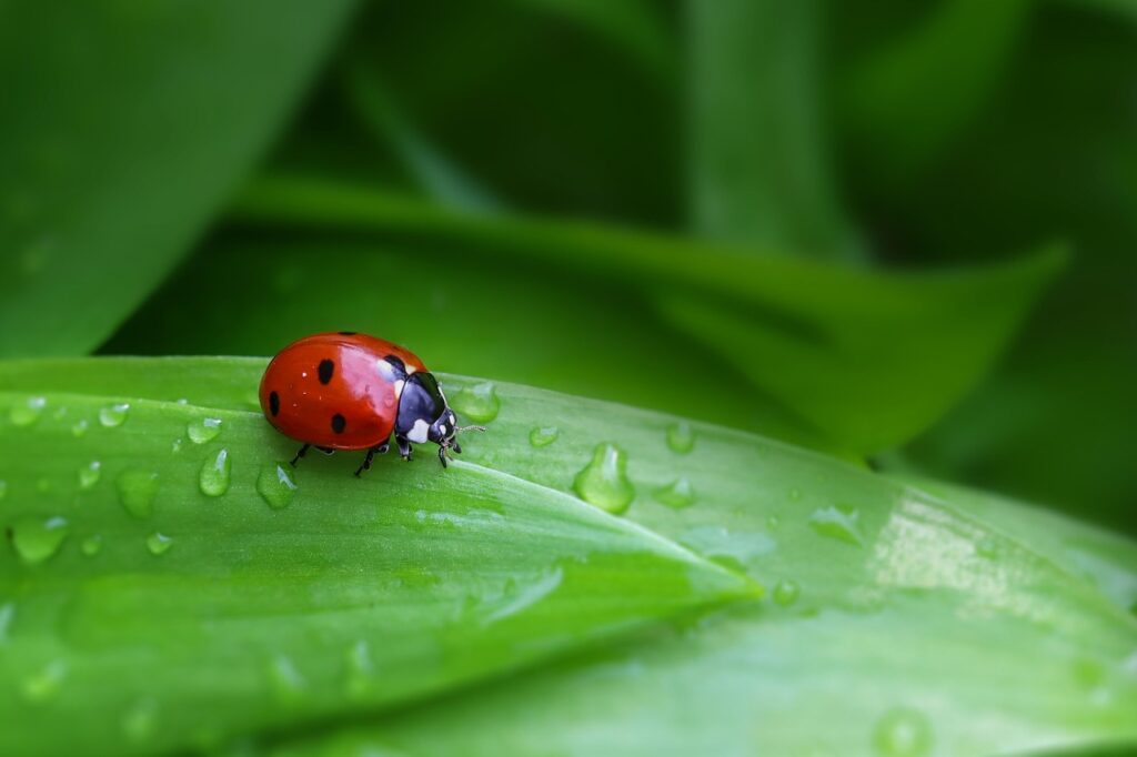 一人暮らしで虫が出る時の効果的な対策は？