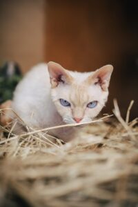 一人暮らしでペット可の物件を選ぶ際の注意点は？