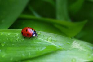 一人暮らしの部屋で虫が出る時の効果的な対策は？